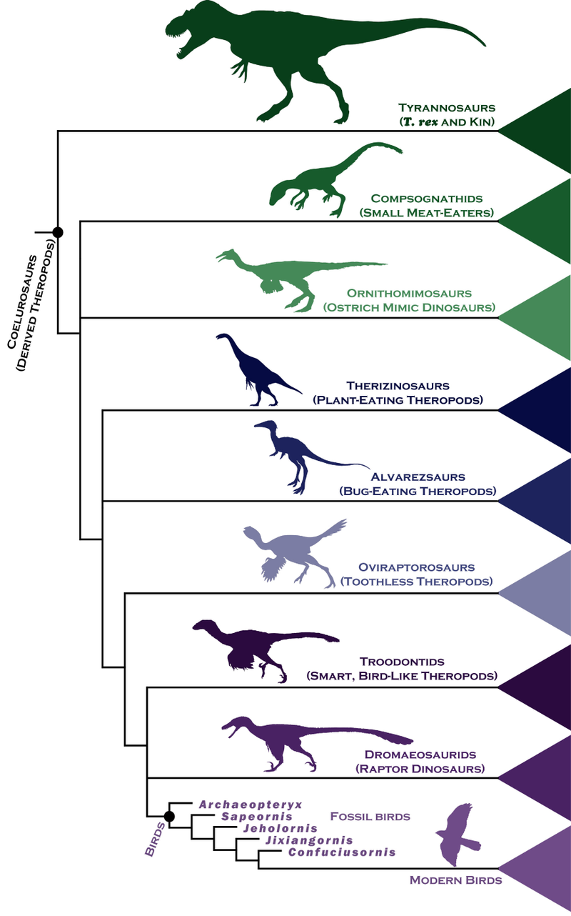 Illustration for article titled A Simple Chart to Help You Understand How Birds Evolved from Dinosaurs